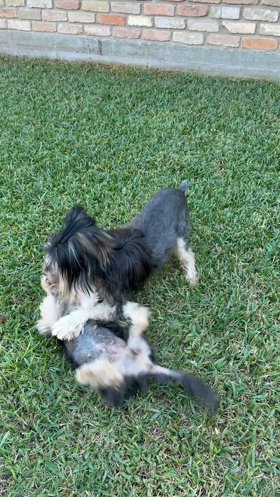 Enlarge Smalls, a Adoptable mixed breed in Austin, TX video 5/5