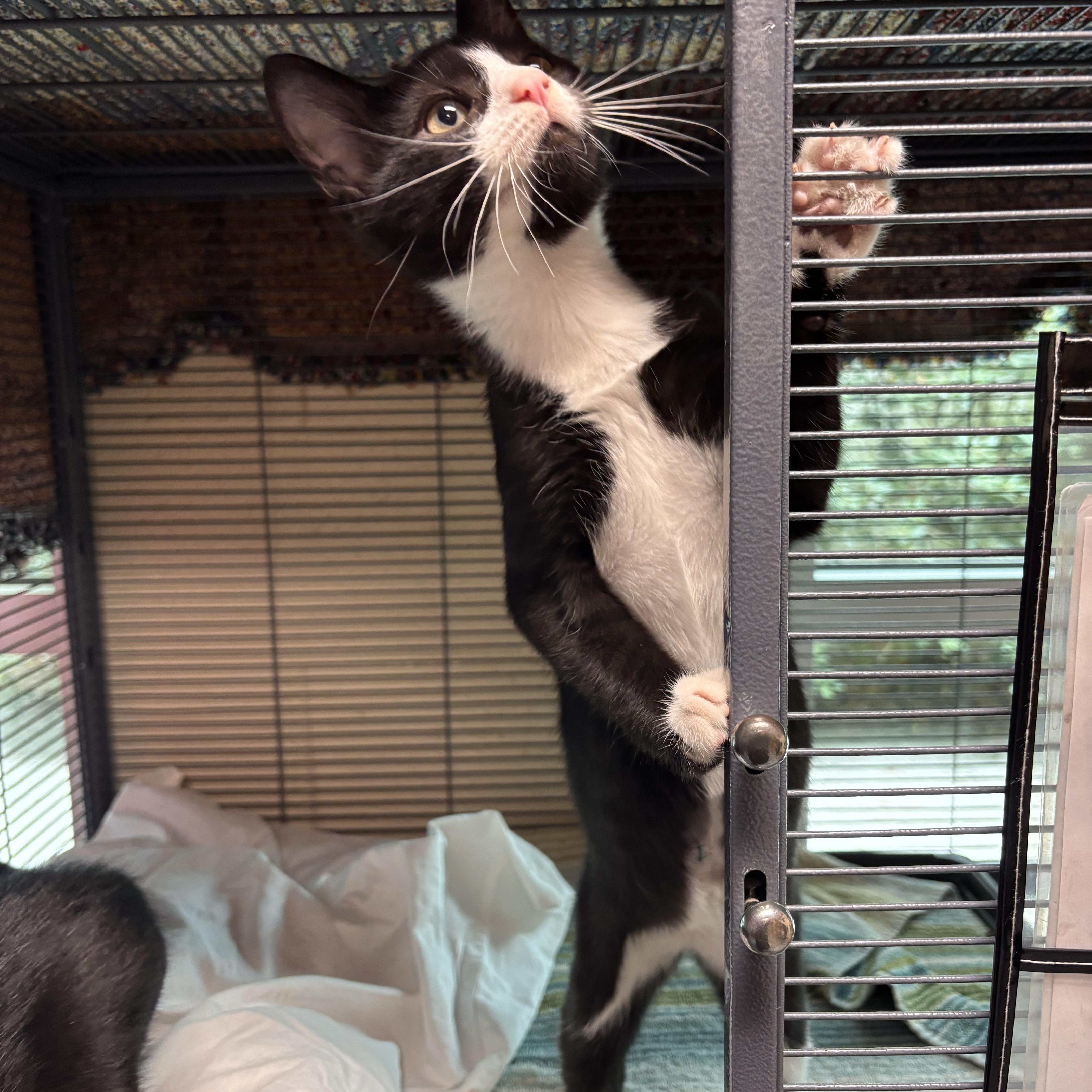 Pecan Praline, an adopted Domestic Short Hair in Charleston, SC image 2/2