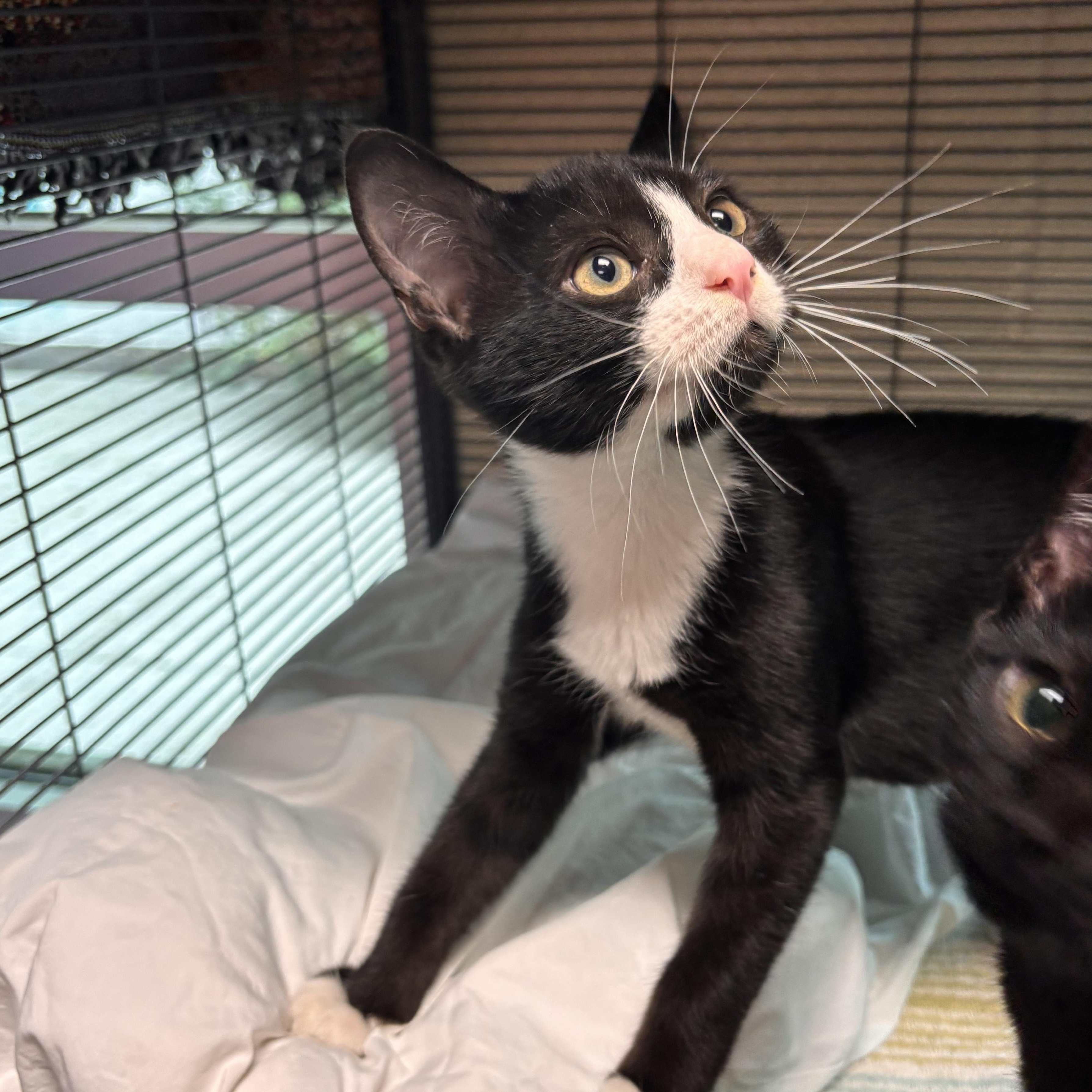 Pecan Praline, an adopted Domestic Short Hair in Charleston, SC image 1/2