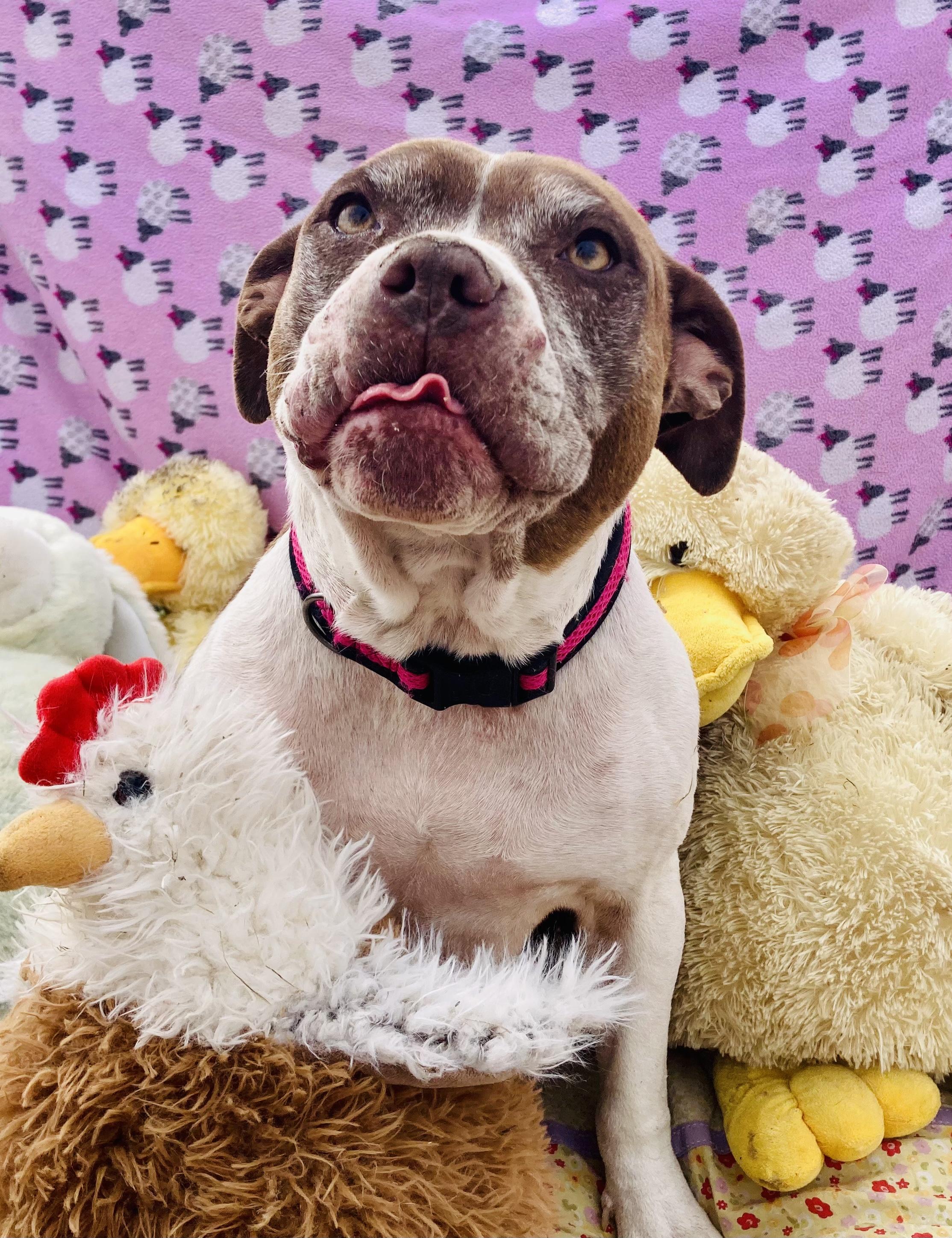 Windy, a Adopted mixed breed in RYE, CO image 1/6