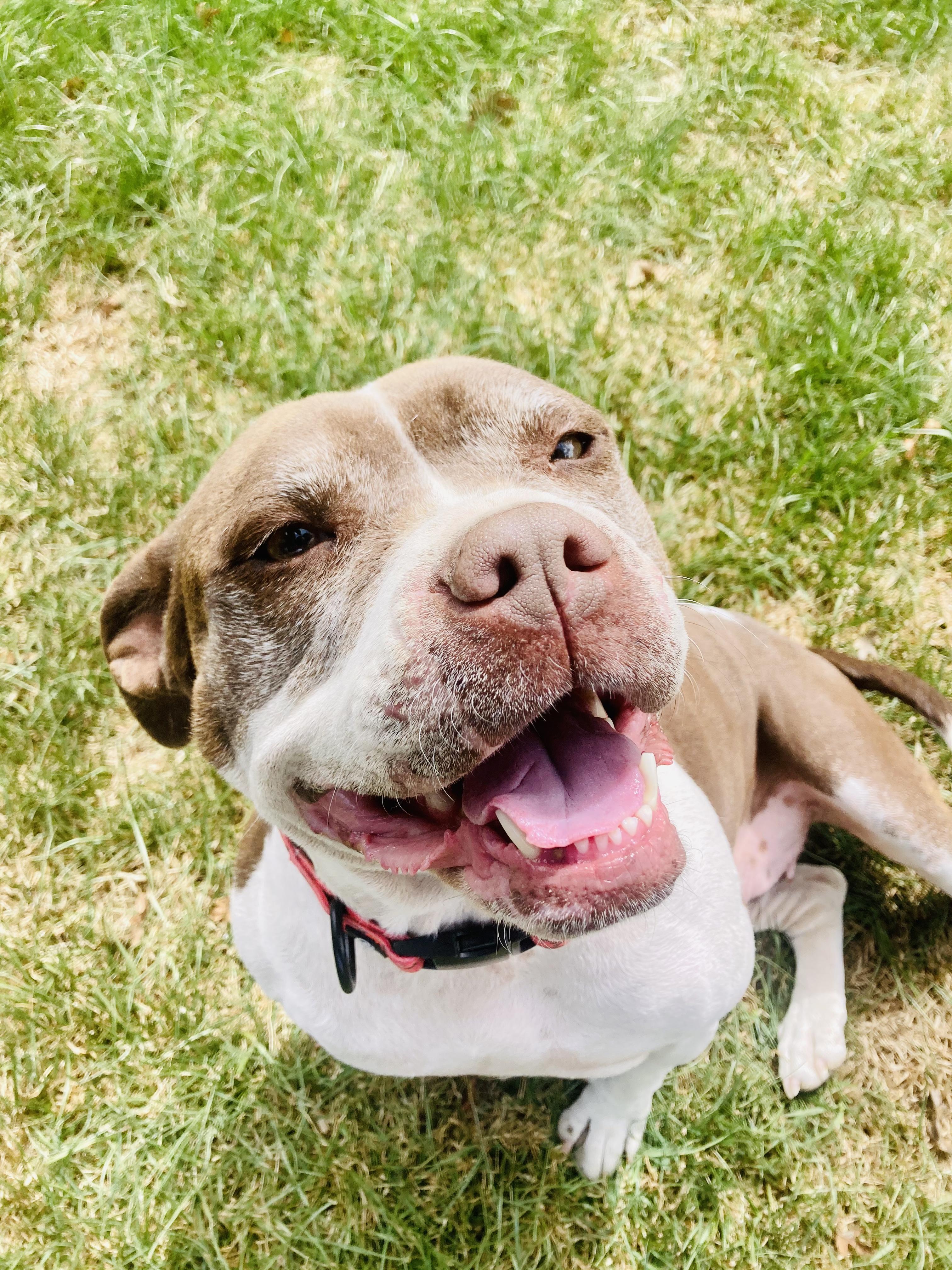 Windy, a Adopted mixed breed in RYE, CO image 4/6