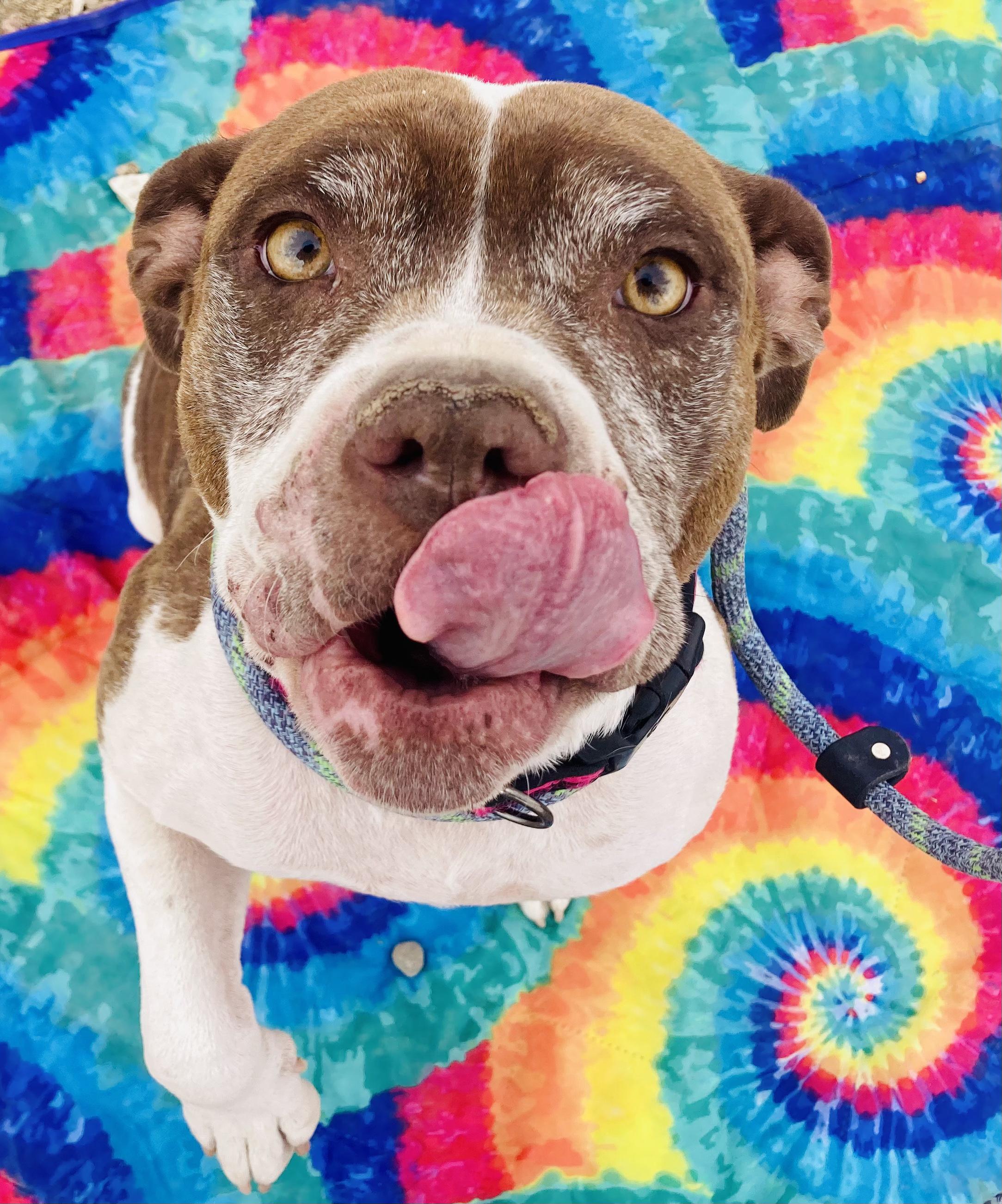 Windy, a Adopted mixed breed in RYE, CO image 5/6