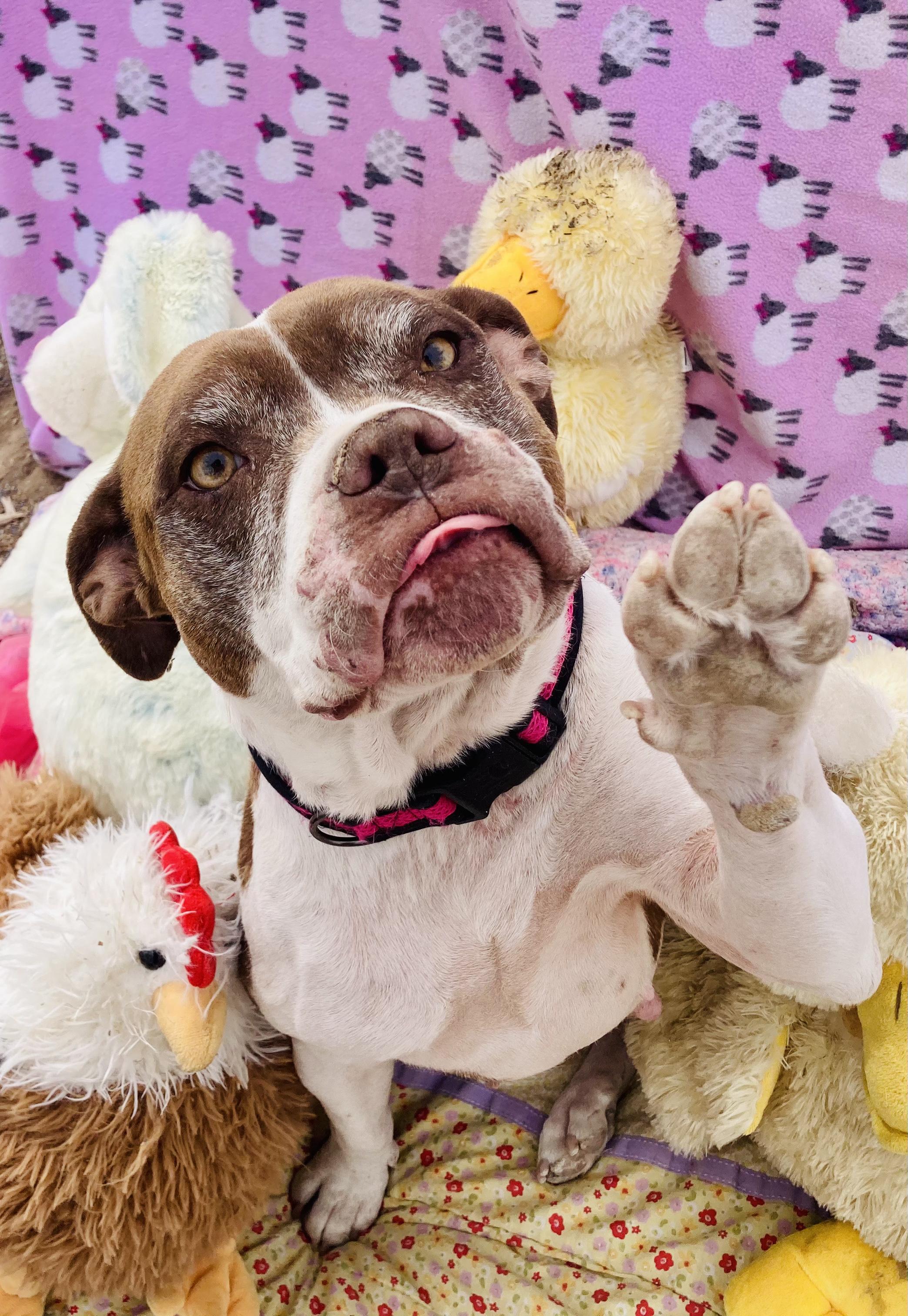 Windy, a Adopted mixed breed in RYE, CO image 6/6