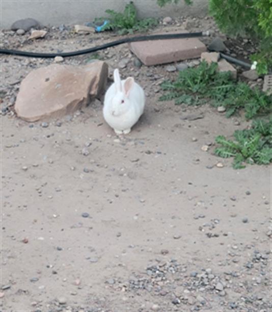 ALICE BUNN TOLKAS, Adoptable, Young Female New Zealand.