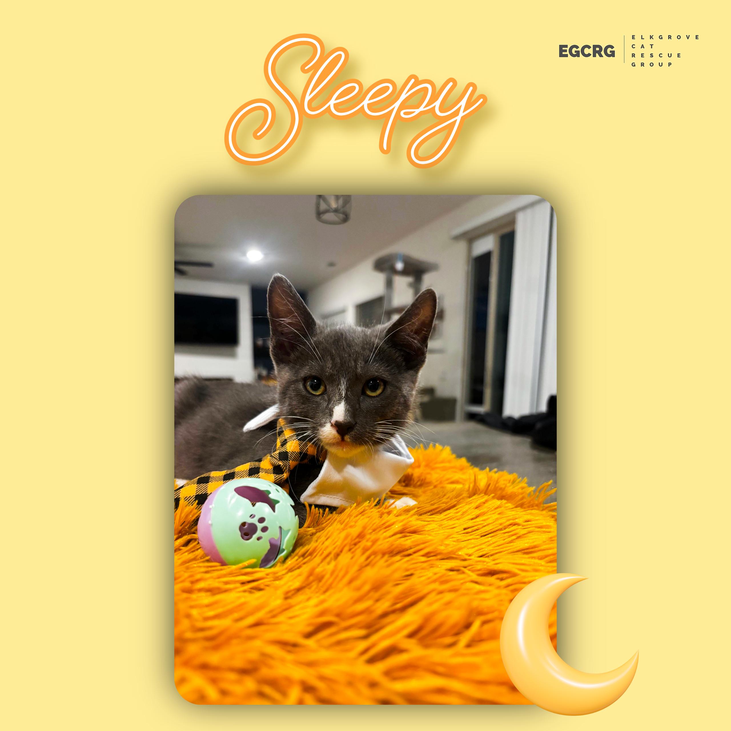 Enlarge Sleepy, a Adoptable American Shorthair in Elk Grove, CA image 1/1