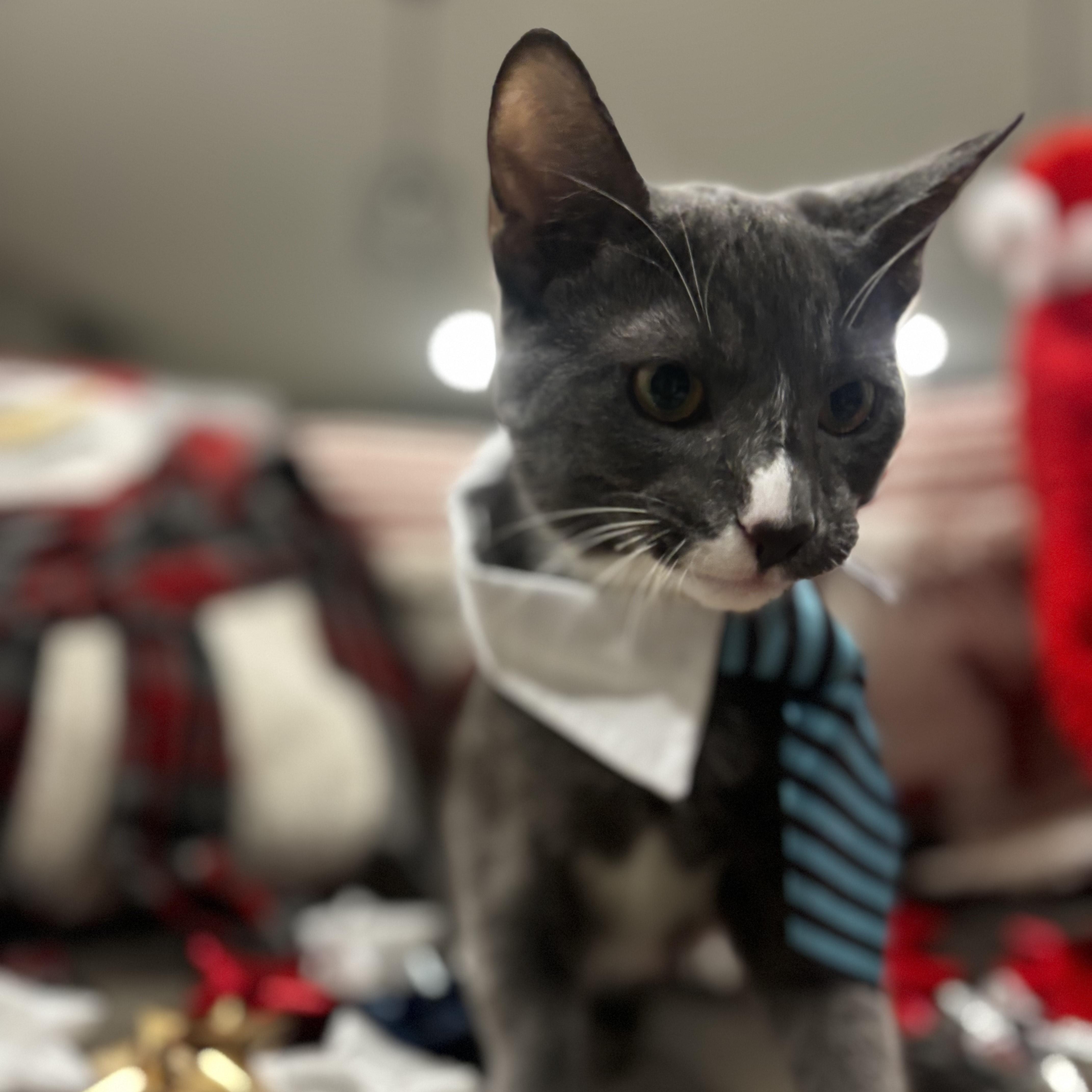 Sleepy, Adoptable, Kitten Male American Shorthair.