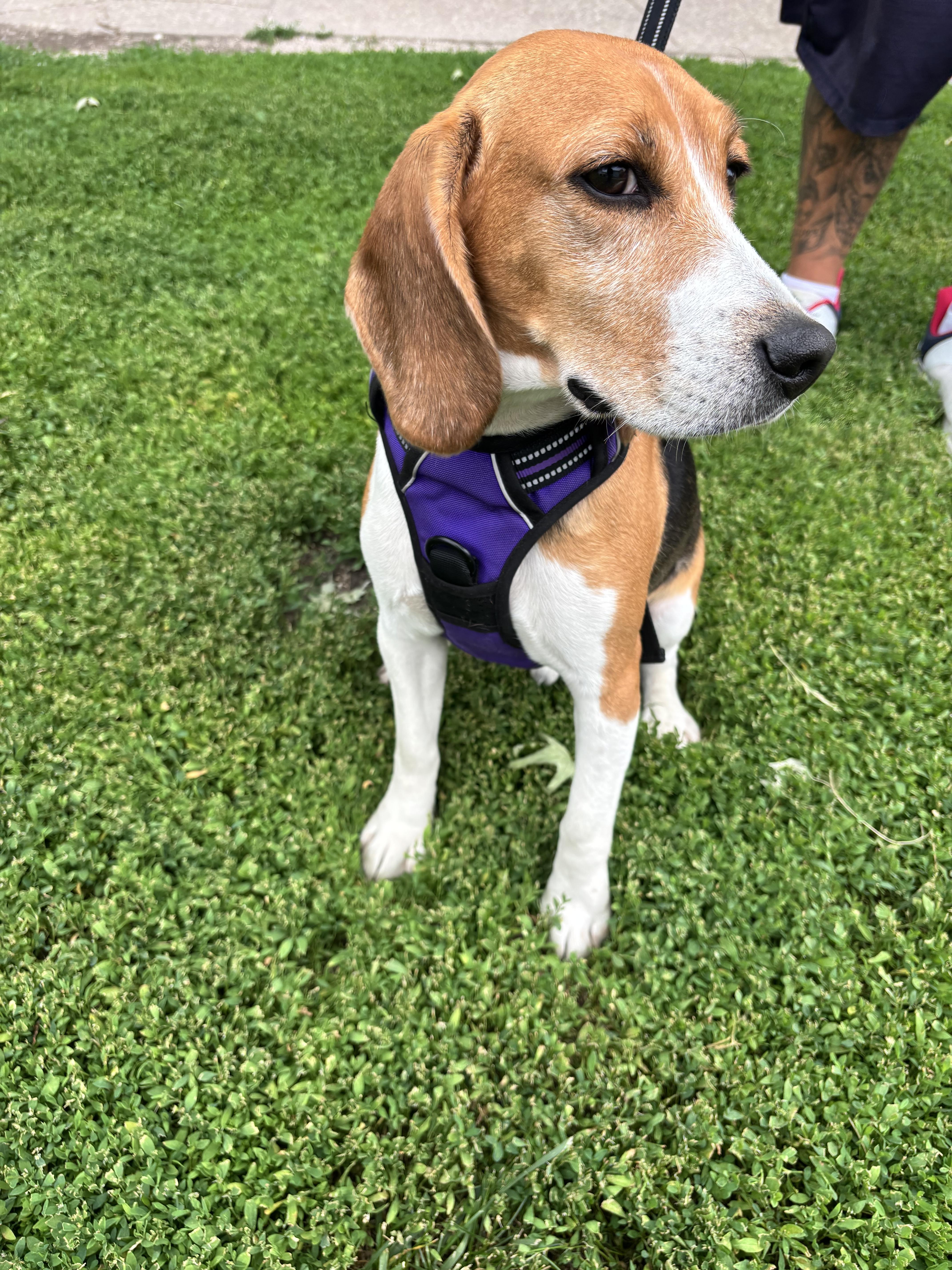 Recon, adopted, Adult Male Beagle.
