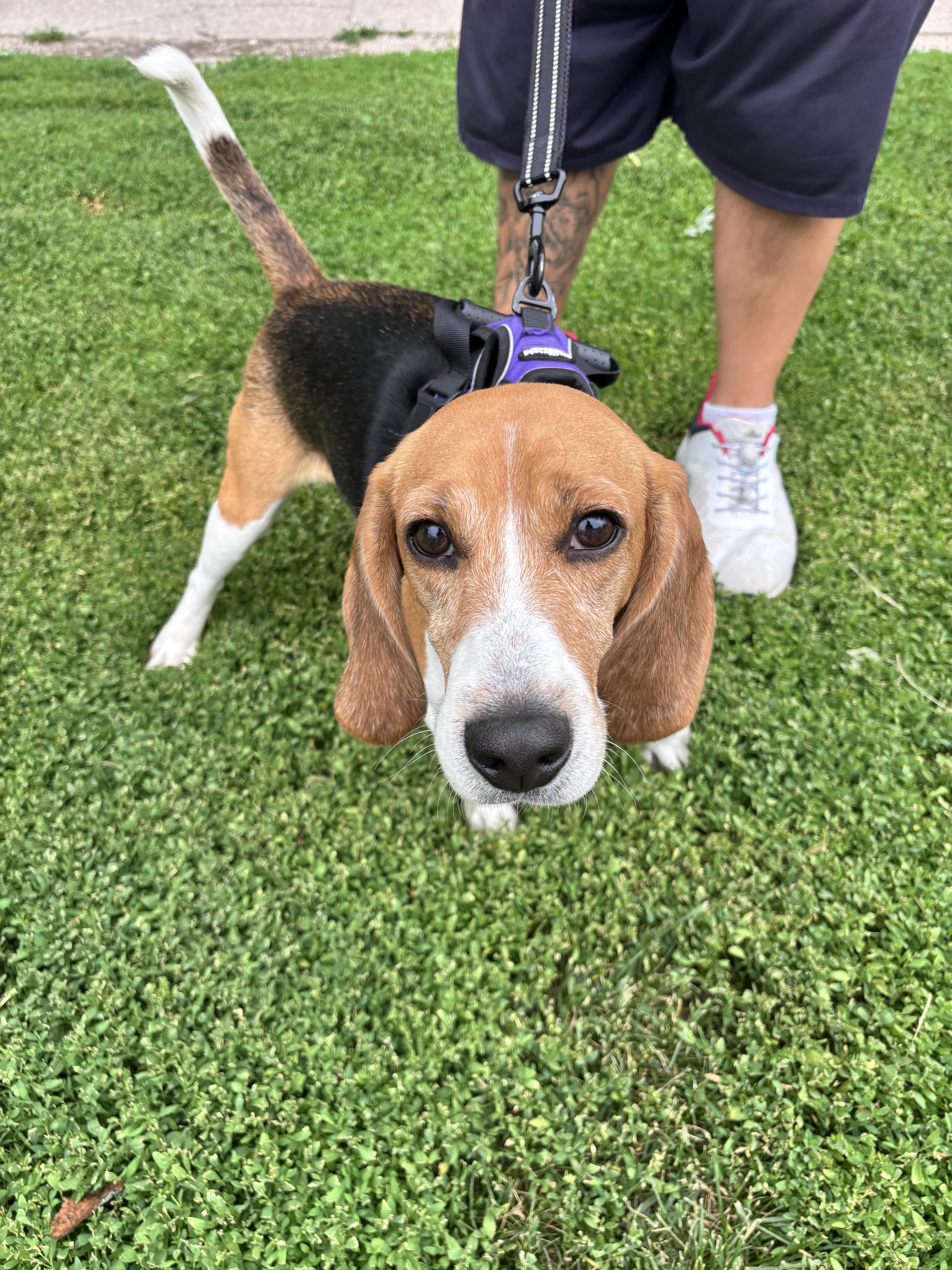 Recon, an adopted Beagle in Rockwell City, IA image 2/2