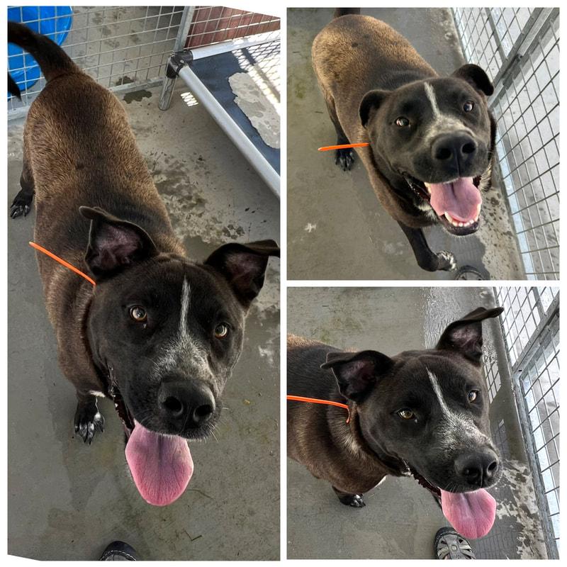 Felicia, Adoptable, Adult Female Pit Bull Terrier.