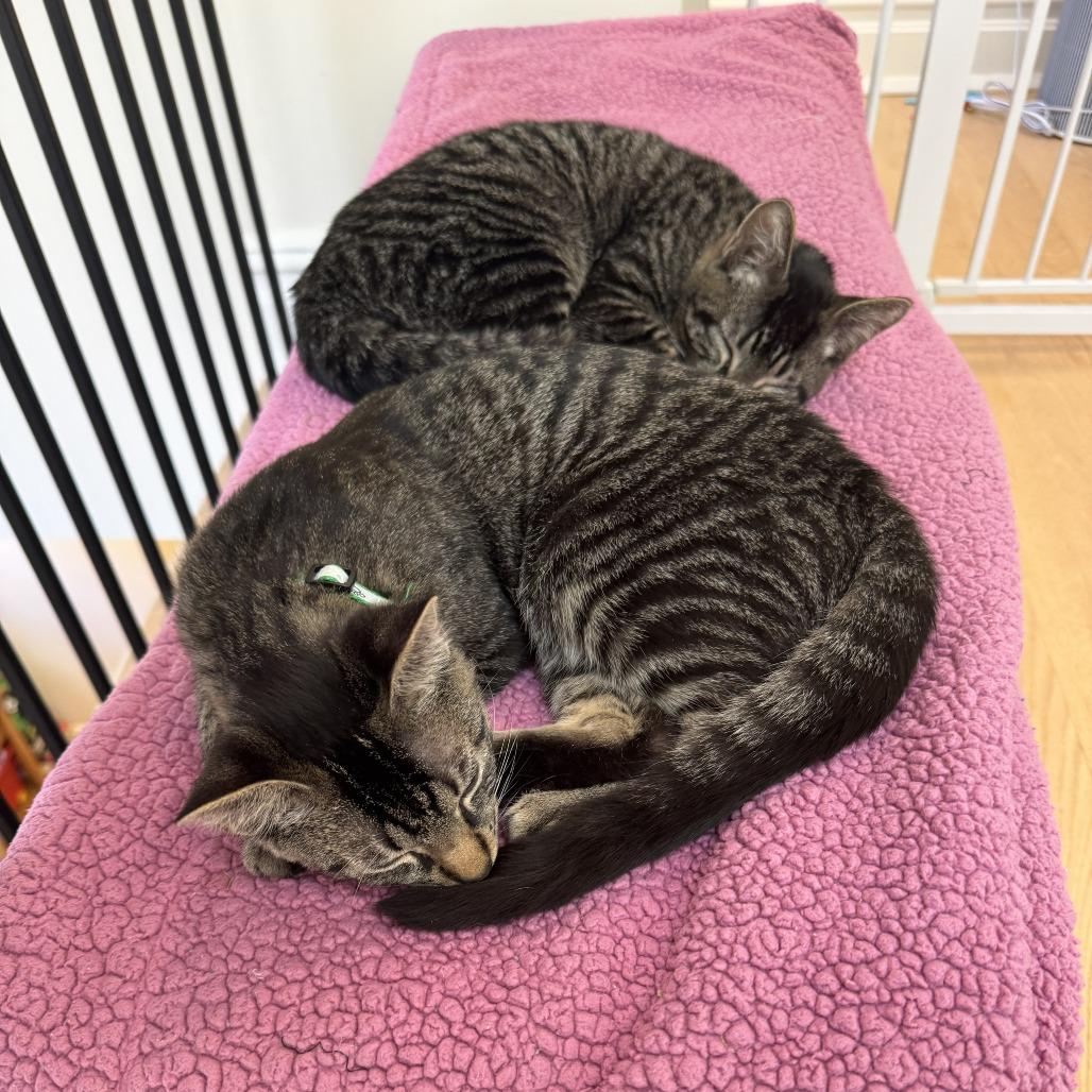Tre & Cuatro - We're a Bonded Pair!, a Adoptable Domestic Short Hair in Chicago, IL image 1/6