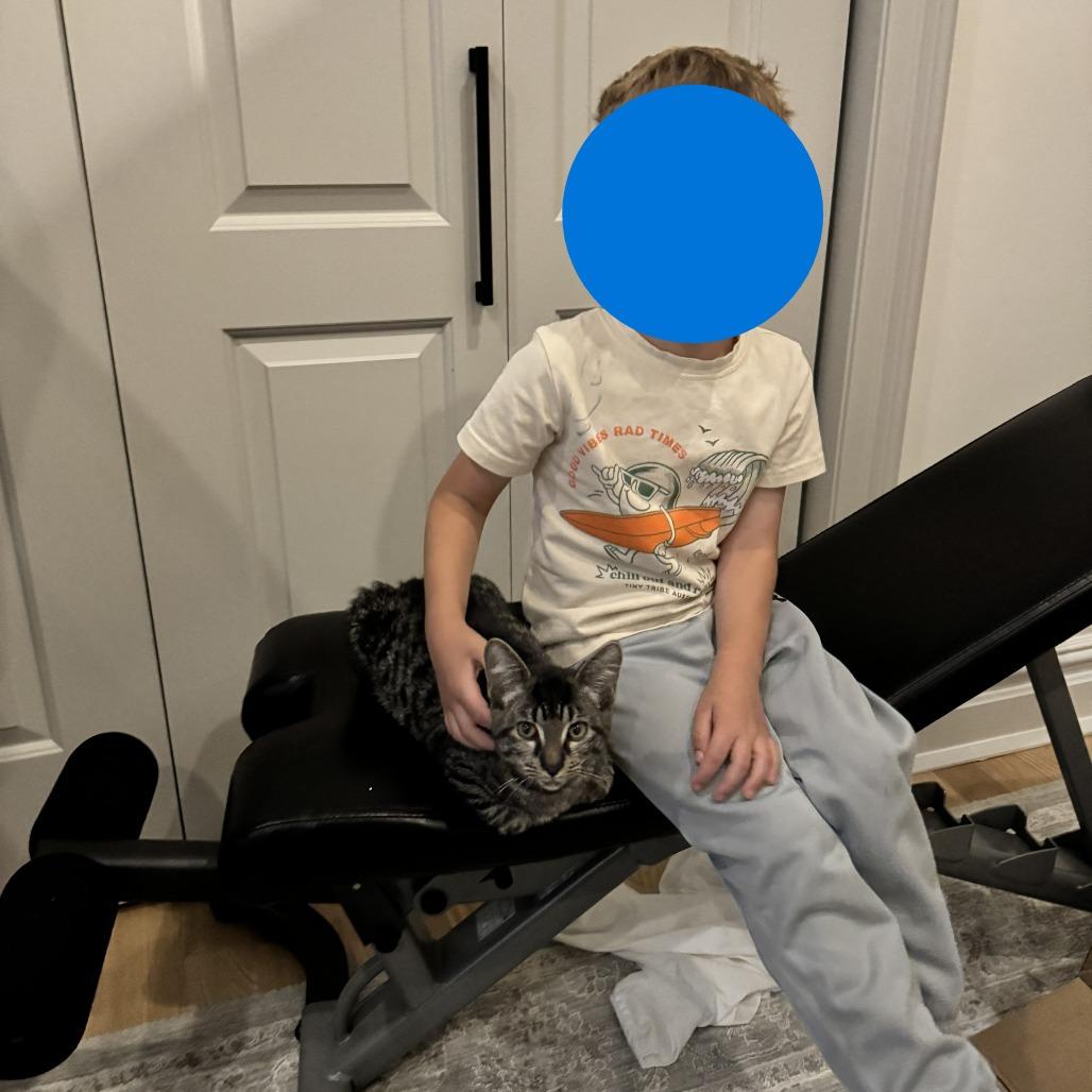 Tre & Cuatro - We're a Bonded Pair!, a Adoptable Domestic Short Hair in Chicago, IL image 2/6