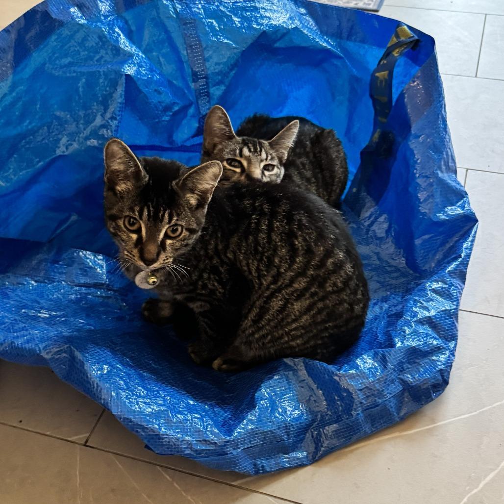 Tre & Cuatro - We're a Bonded Pair!, a Adoptable Domestic Short Hair in Chicago, IL image 3/6