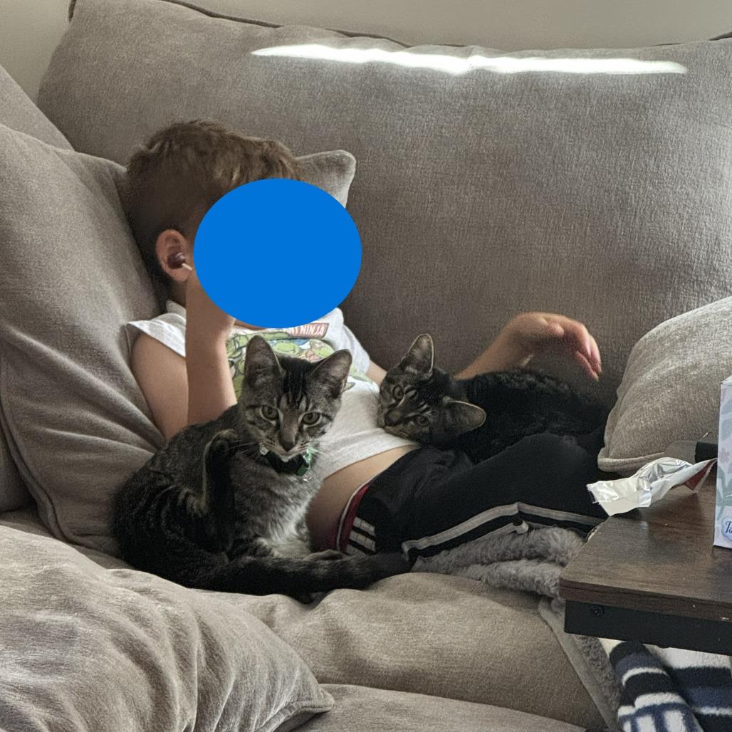 Tre & Cuatro - We're a Bonded Pair!, a Adoptable Domestic Short Hair in Chicago, IL image 4/6