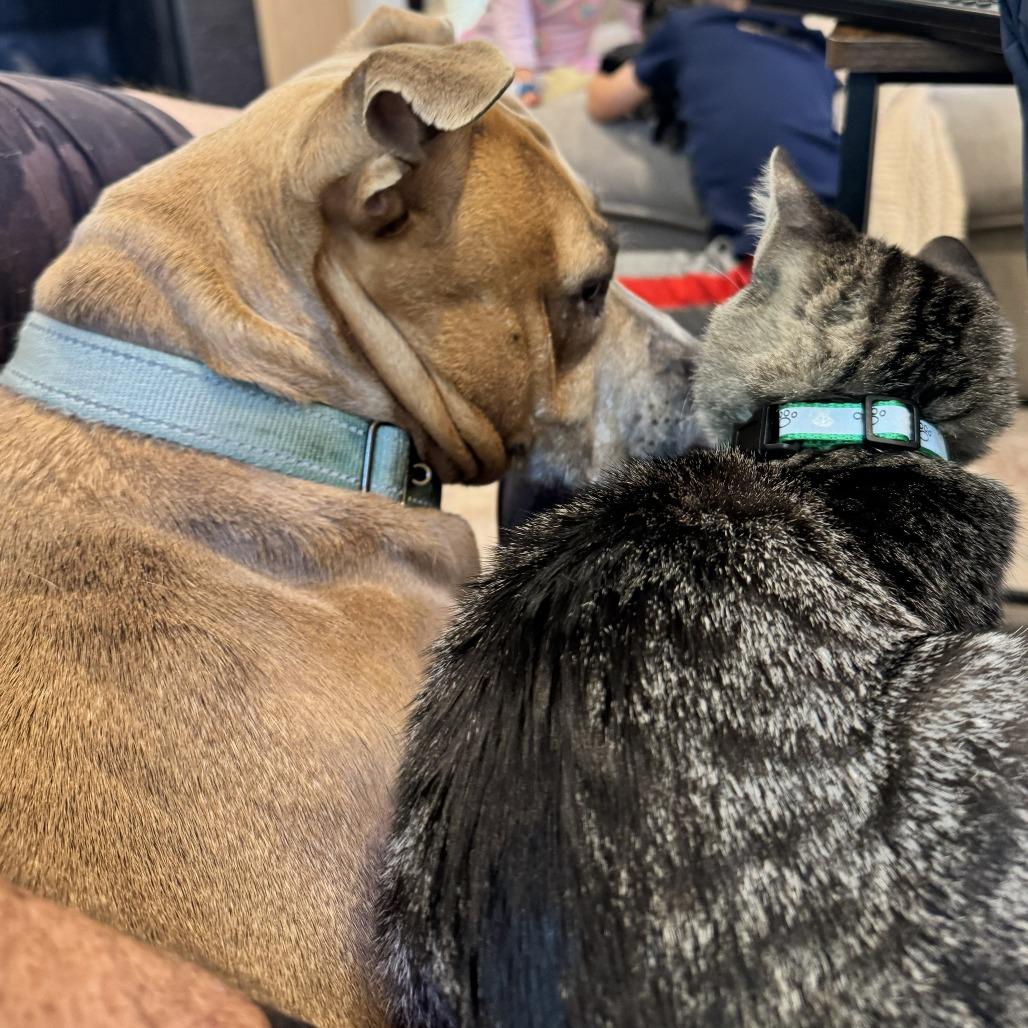 Tre & Cuatro - We're a Bonded Pair!, a Adoptable Domestic Short Hair in Chicago, IL image 5/6