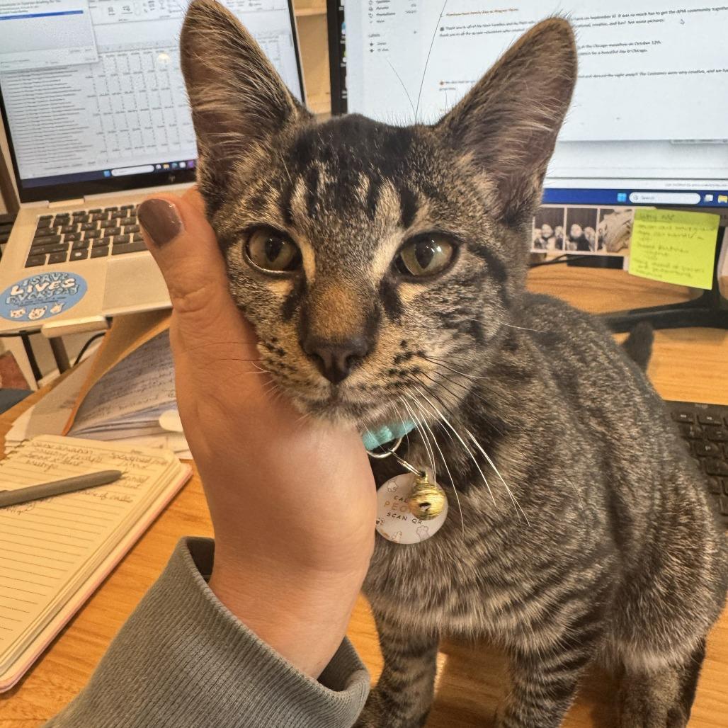 Tre & Cuatro - We're a Bonded Pair!, a Adoptable Domestic Short Hair in Chicago, IL image 6/6