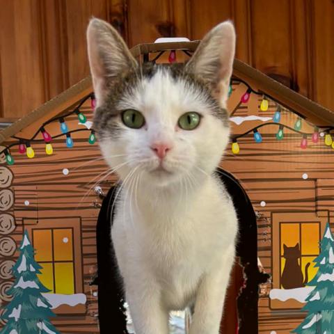 Edie, Adoptable, Adult Female Domestic Short Hair.