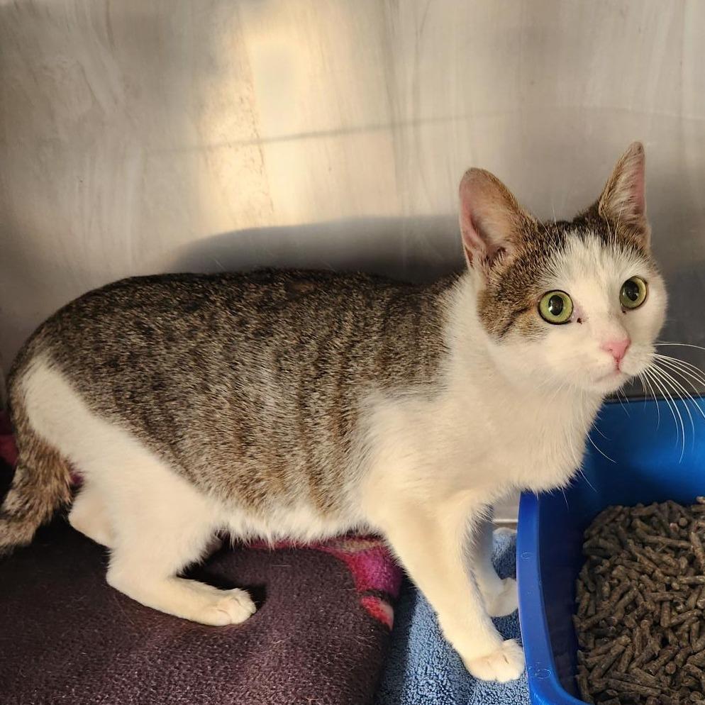 Edie, Adoptable, Young Female Domestic Short Hair.