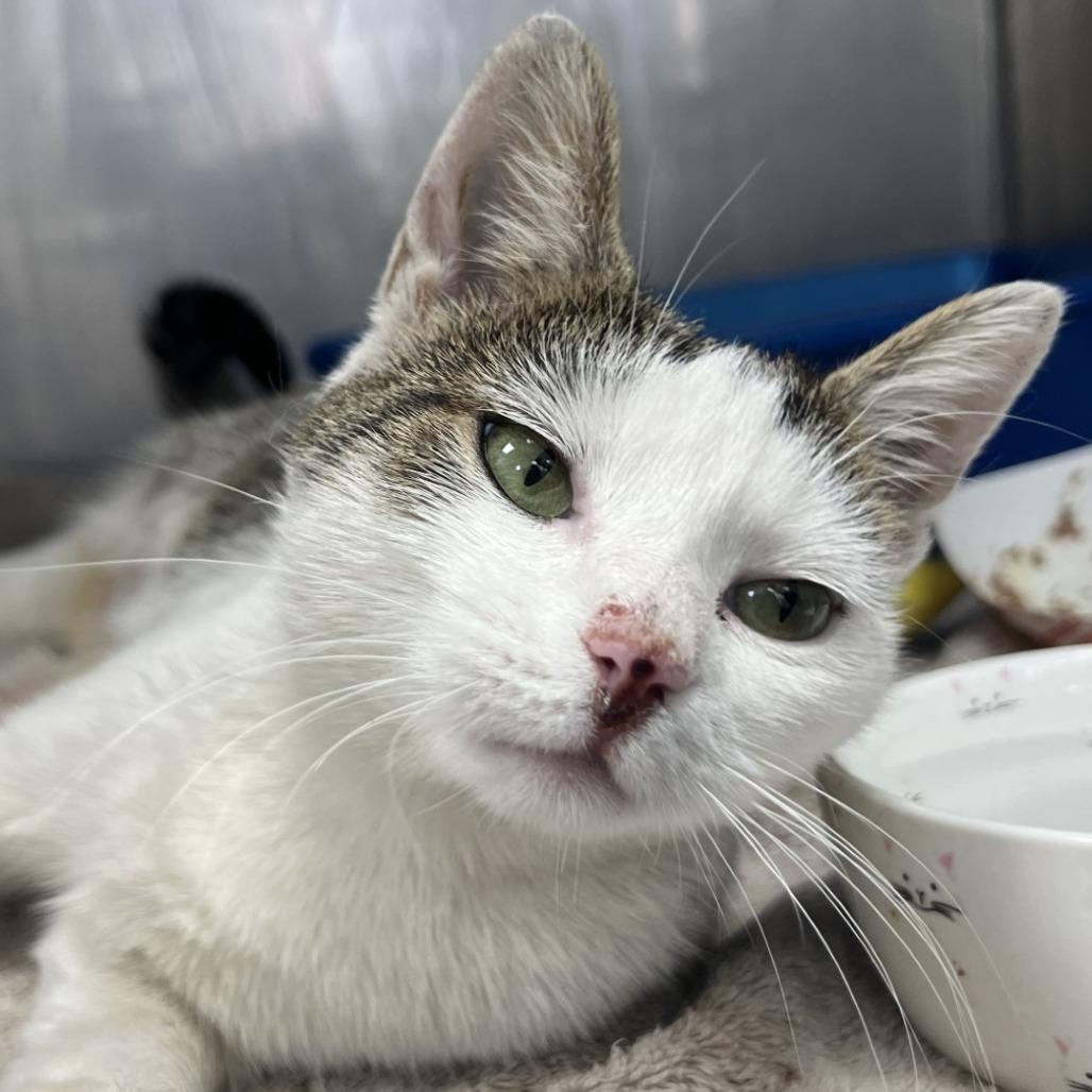 Edie, a Adoptable Domestic Short Hair in Hampton Bays, NY image 2/5