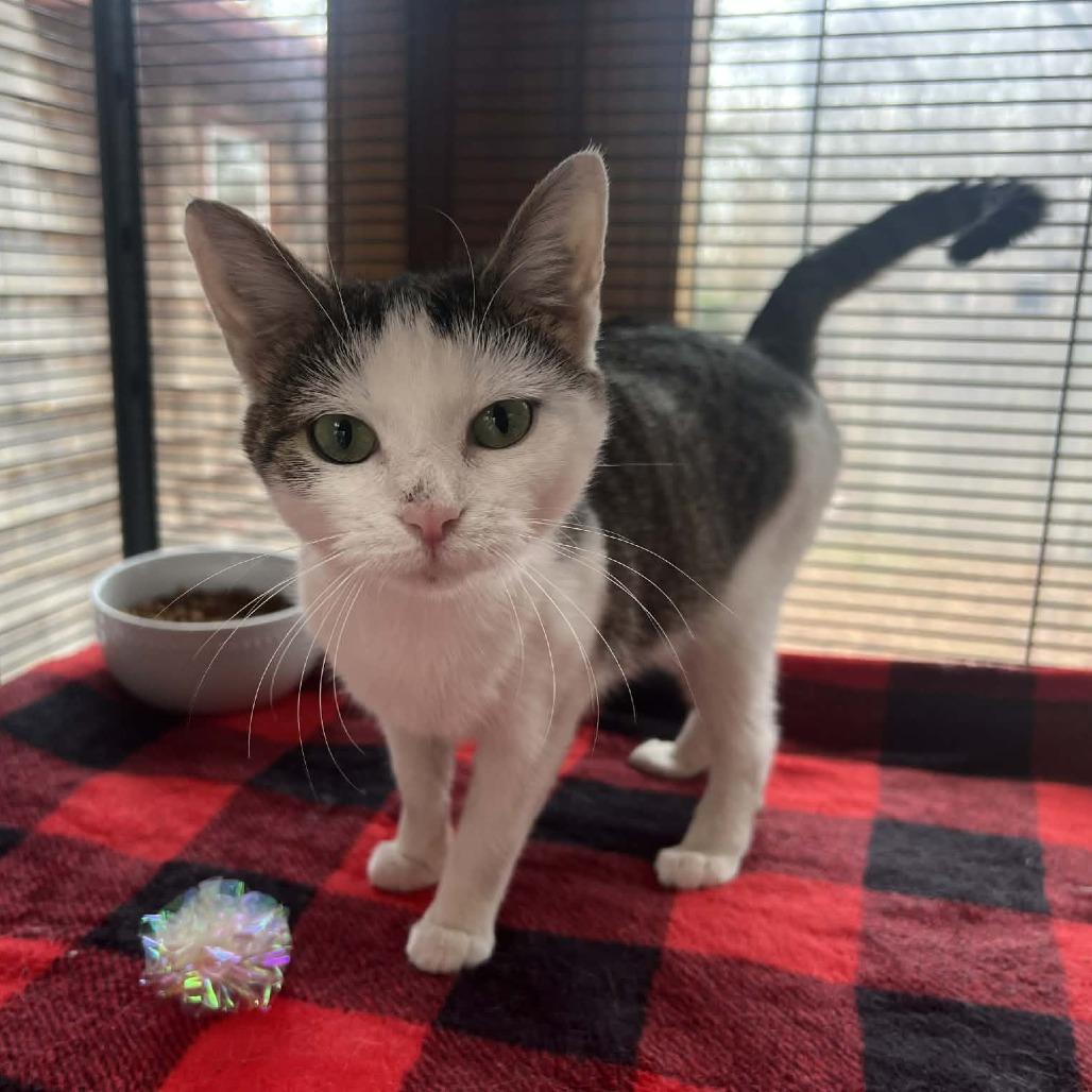 Edie, a Adoptable Domestic Short Hair in Hampton Bays, NY image 3/5