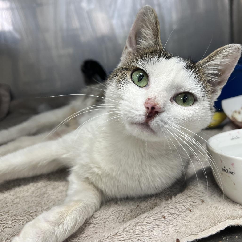 Edie, a Adoptable Domestic Short Hair in Hampton Bays, NY image 4/5