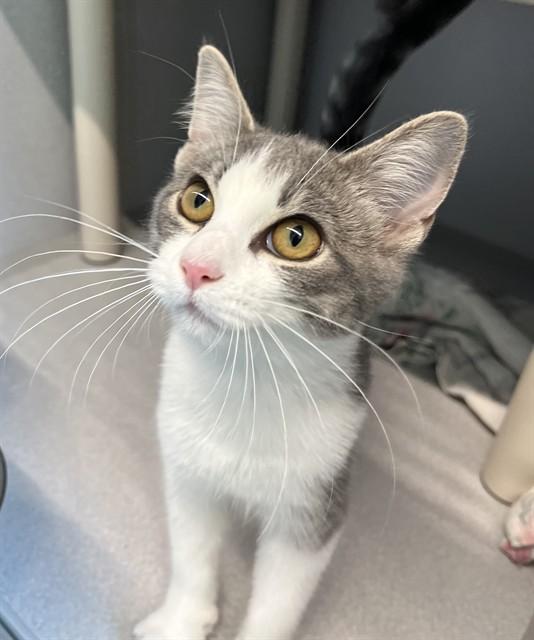 PEARL, Adoptable, Kitten Female Domestic Short Hair.