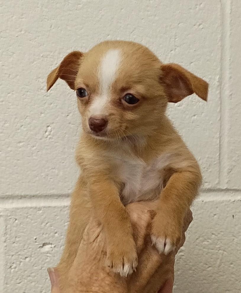 Enlarge Cindy, a Adopted mixed breed in Springfield, OH image 5/5