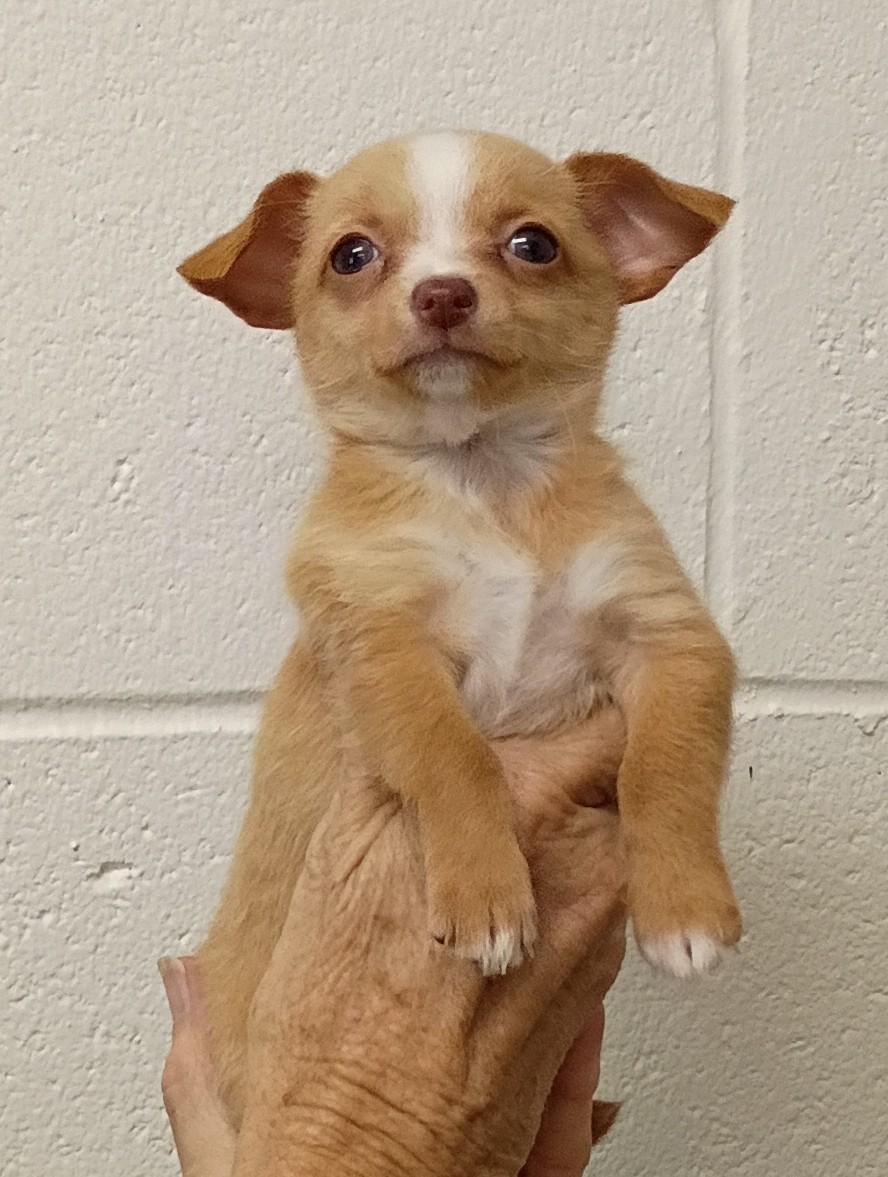 Enlarge Cindy, a Adopted mixed breed in Springfield, OH image 4/5