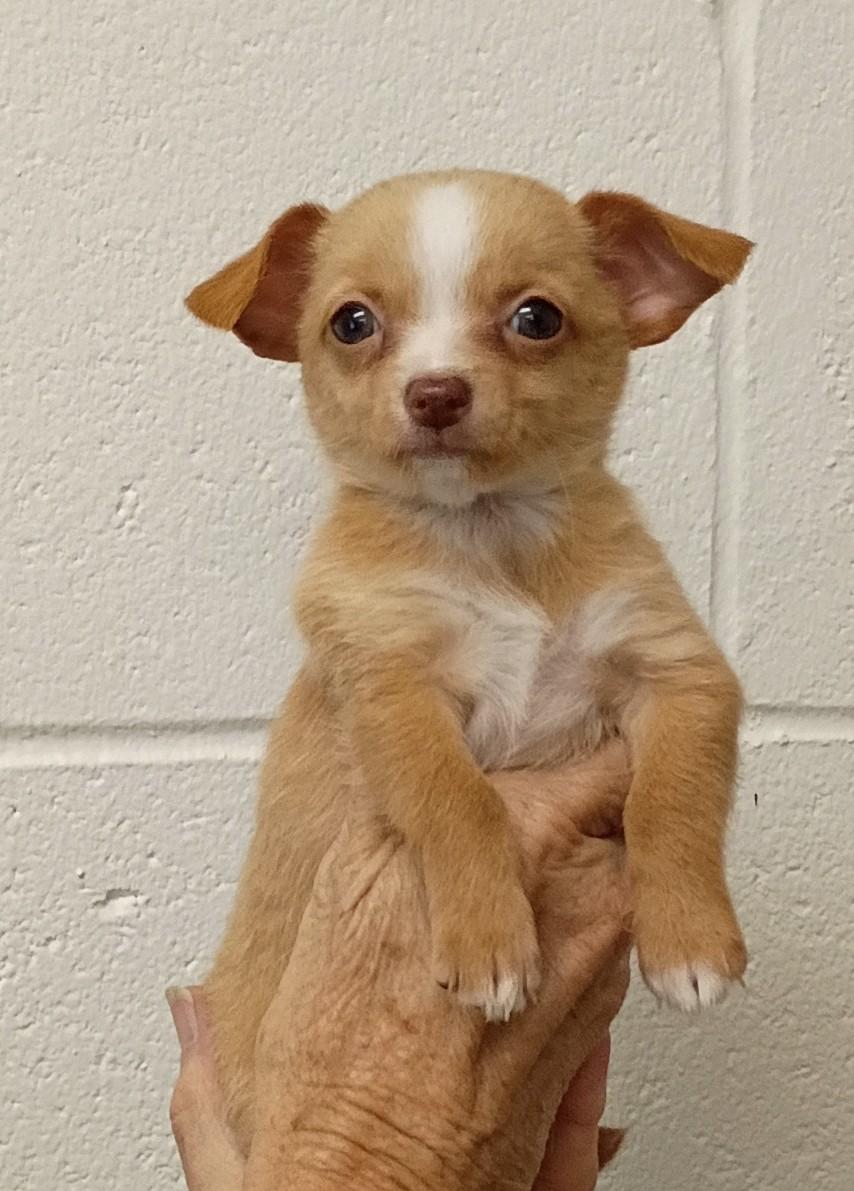 Enlarge Cindy, a Adopted mixed breed in Springfield, OH image 2/5