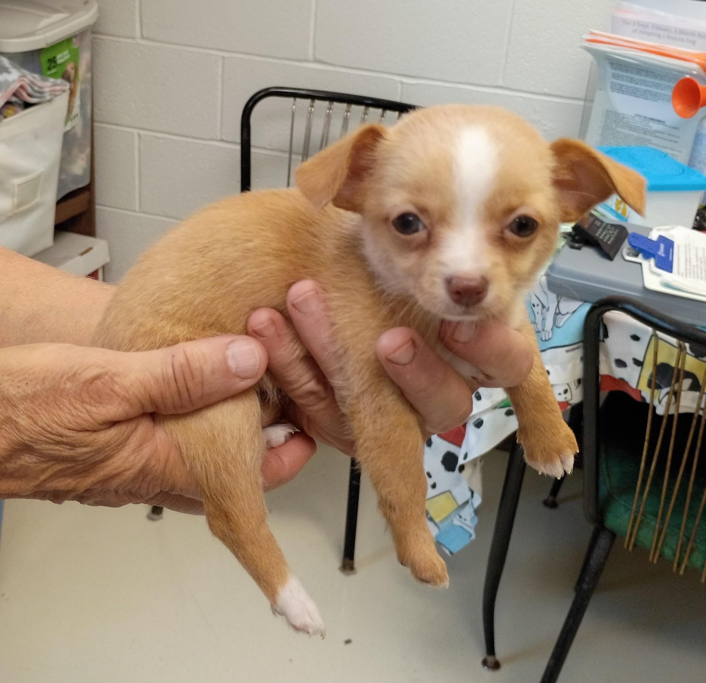 Cindy, Adopted, Puppy Female Chihuahua & Yorkshire Terrier.
