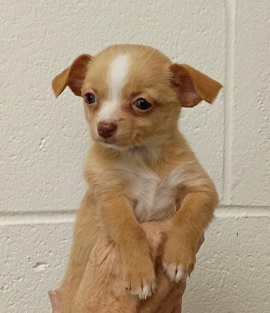 Enlarge Cindy, a Adopted mixed breed in Springfield, OH image 3/5