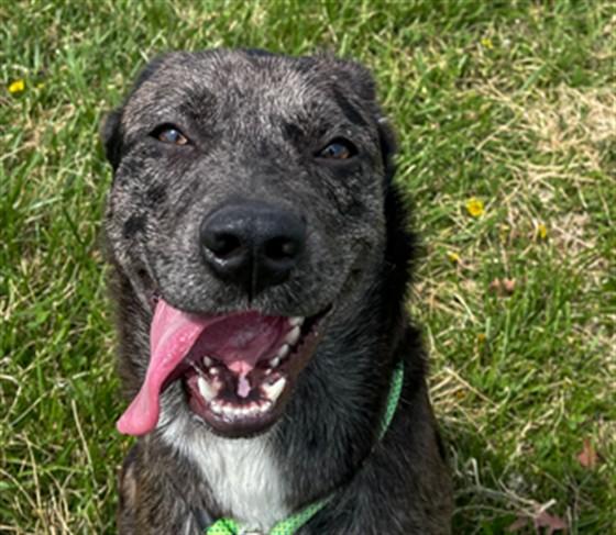 KAREN, Adoptable, Adult Female Mixed Breed.