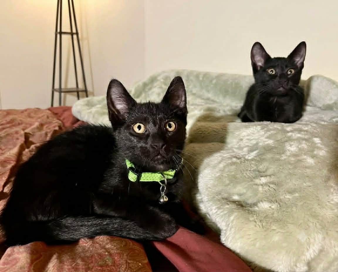 Raven - Total sweetheart, an adopted American Shorthair in Newburgh, NY image 3/6