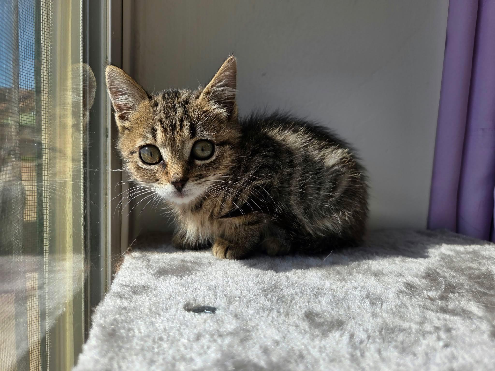 Enlarge Shock, a Adoptable Domestic Short Hair in Roosevelt, UT image 1/1
