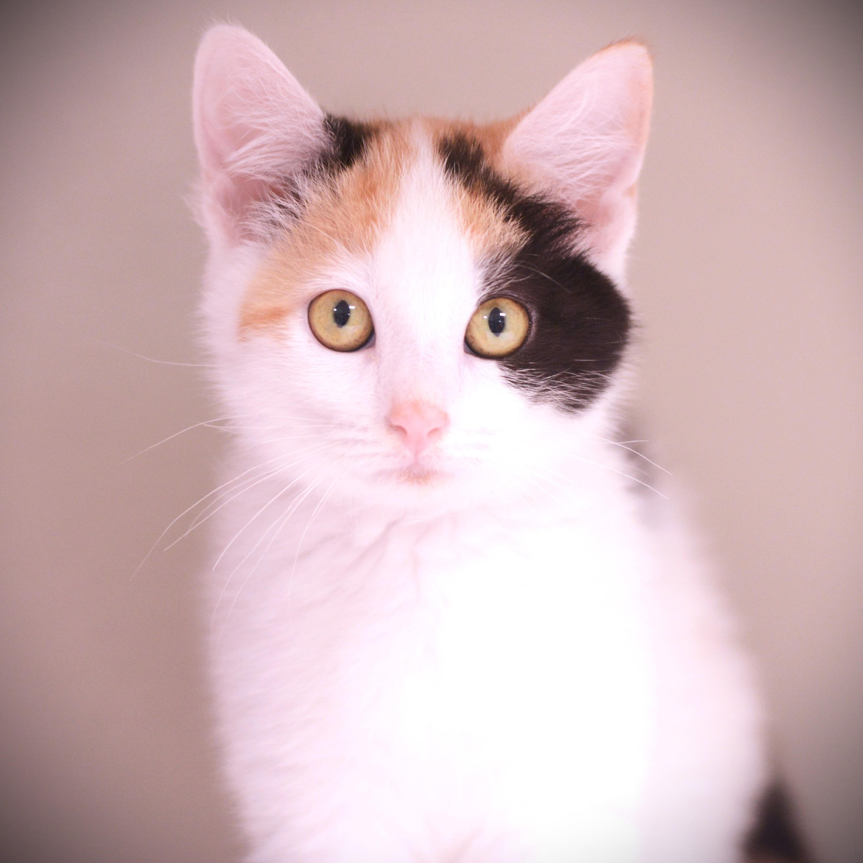 Gretchen, adoptable, Kitten Female Domestic Short Hair.