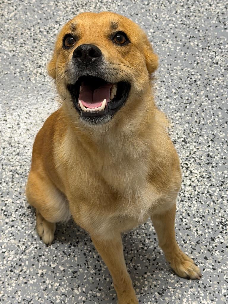 Enlarge Courtney, a Adoptable mixed breed in Seven Points, TX image 1/1