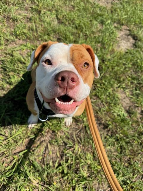 Irie, Adoptable, Young Female Mixed Breed & Pit Bull Terrier.