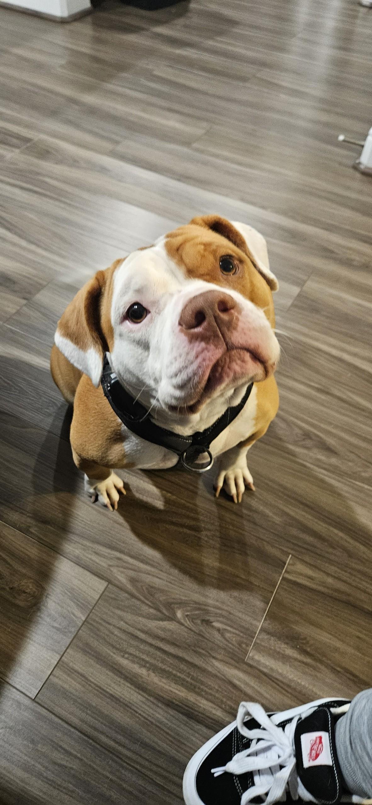 Enlarge Irie, a Adoptable mixed breed in Scroggins, TX image 2/3