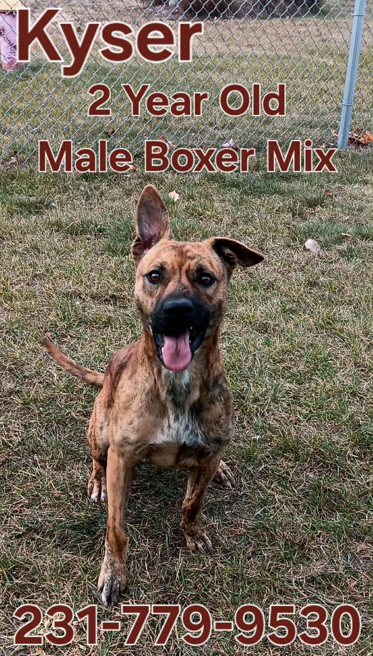 KYSER, Adoptable, Adult Male Boxer.