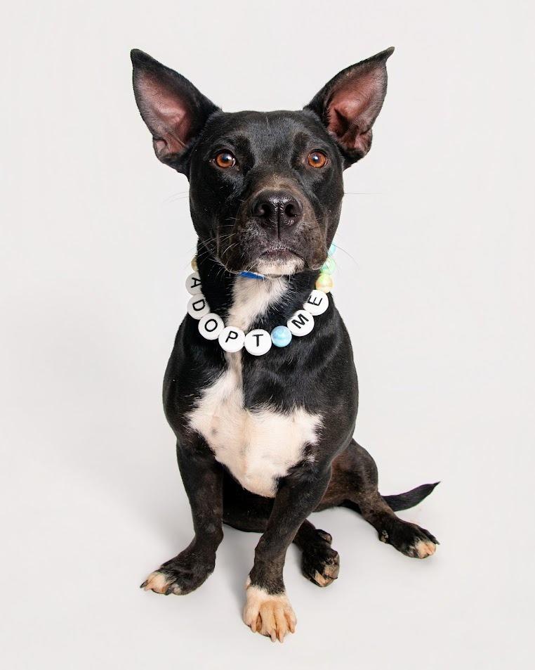 Cane, Adoptable, Young Male Australian Kelpie & Basset Hound.