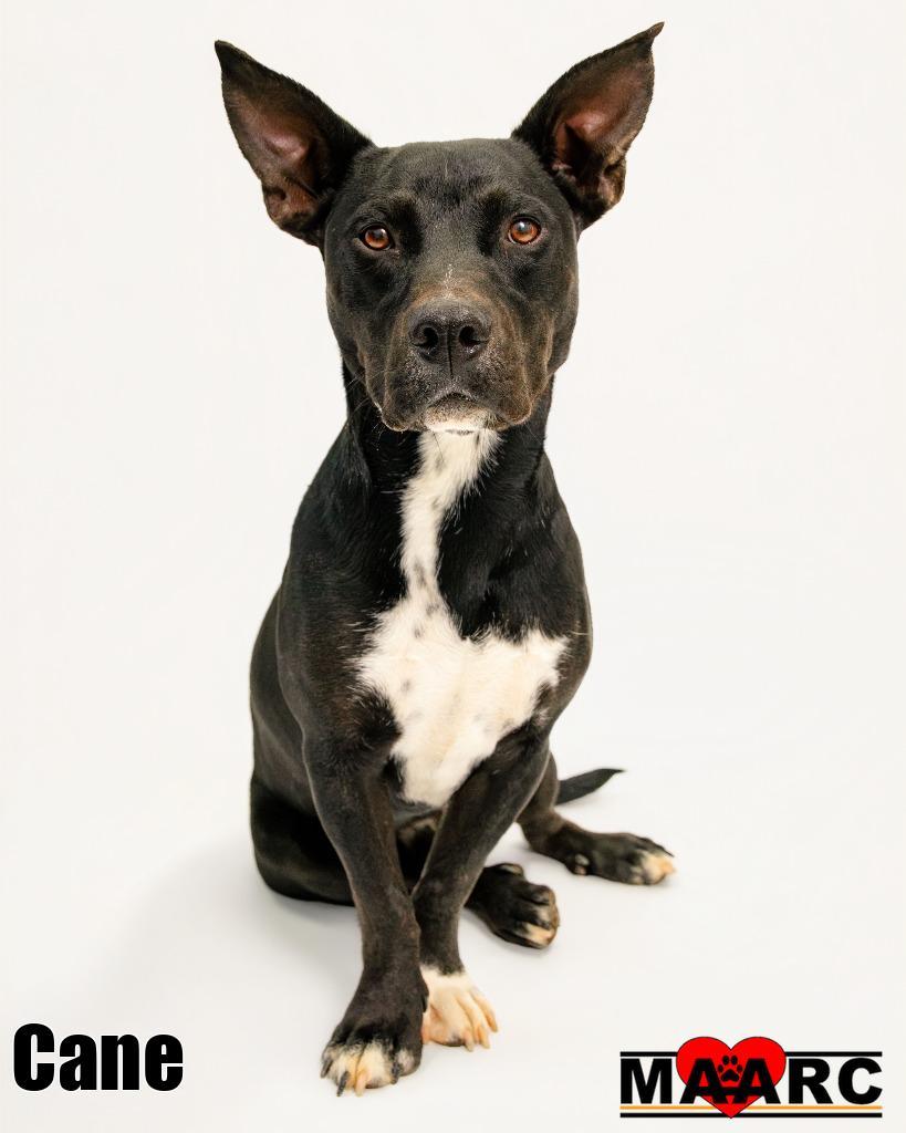 Enlarge Cane, a Adoptable mixed breed in Maryville, TN image 2/4