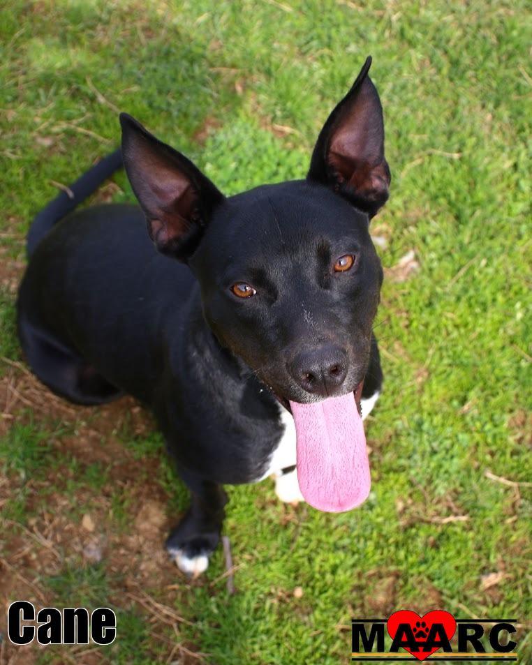Enlarge Cane, a Adoptable mixed breed in Maryville, TN image 3/4
