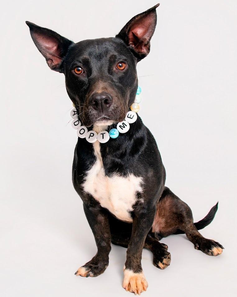 Enlarge Cane, a Adoptable mixed breed in Maryville, TN image 4/4