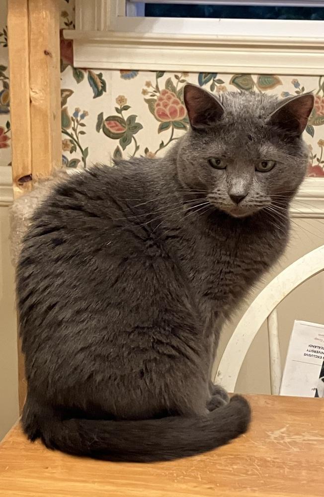 Jeanne - DS, Adoptable, Adult Female Domestic Short Hair.