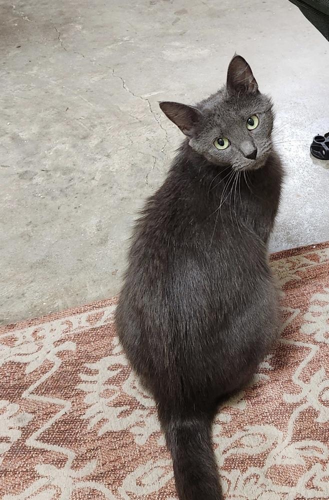Jeanne - DS, Adoptable, Adult Female Domestic Short Hair.
