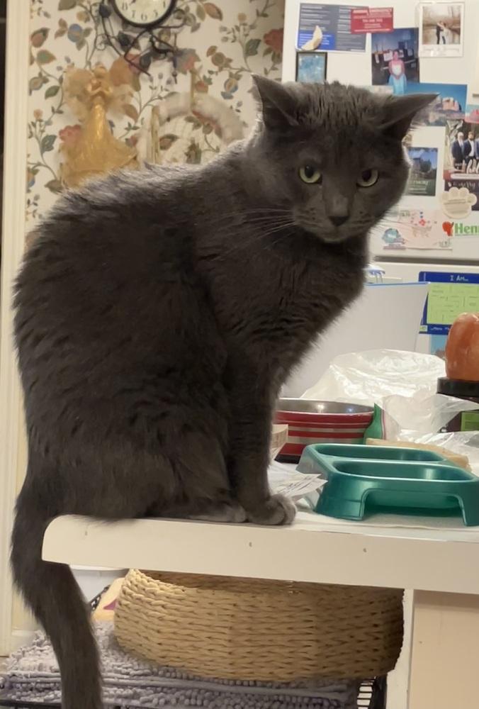 Jeanne - DS, a Adoptable Domestic Short Hair in Greenville, SC image 3/6
