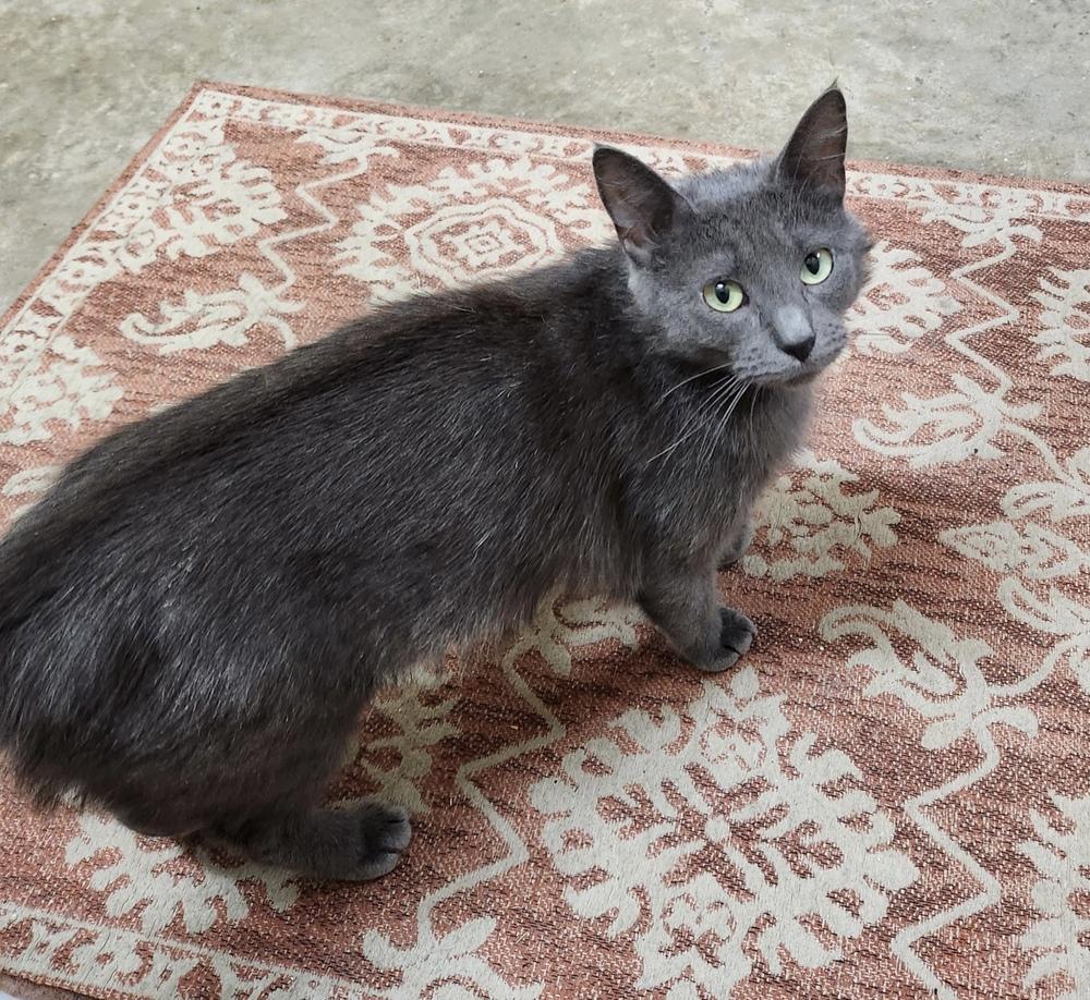 Enlarge Jeanne -  DS, a Adoptable Domestic Short Hair in Greenville, SC image 2/2