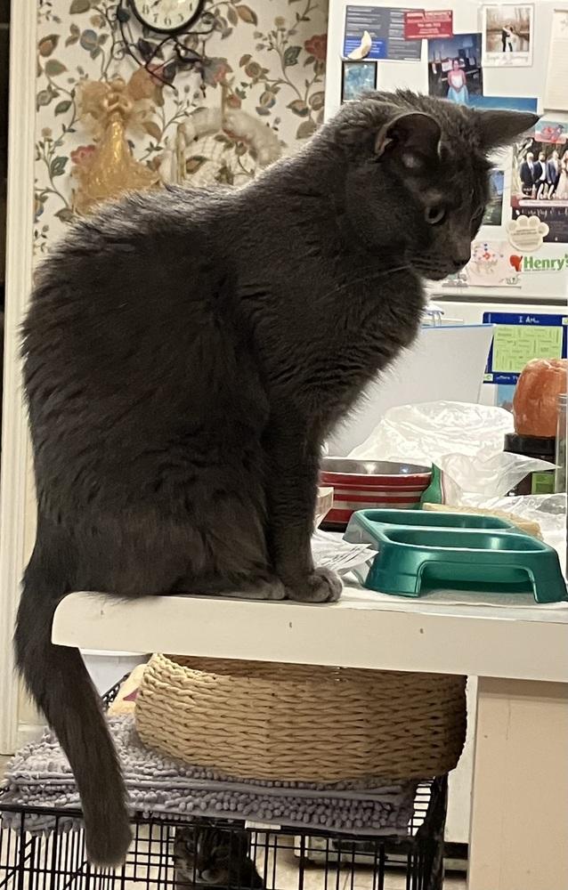 Jeanne - DS, a Adoptable Domestic Short Hair in Greenville, SC image 5/6