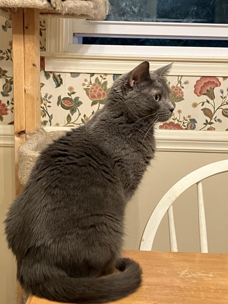 Jeanne - DS, a Adoptable Domestic Short Hair in Greenville, SC image 6/6