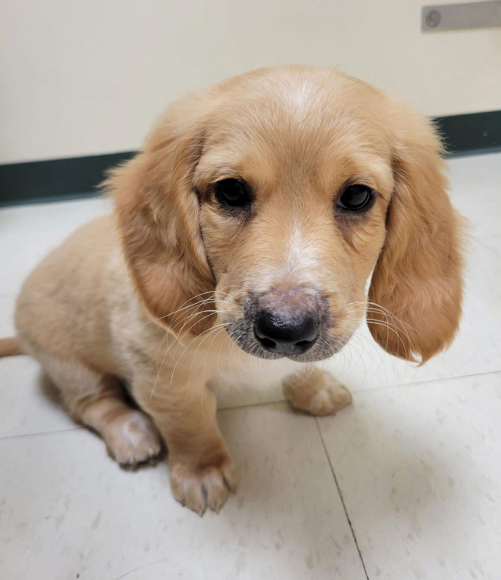 Waffles, Adopted, Puppy Male Basset Hound.