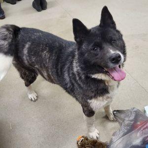 Enlarge Izzy, a ADOPTABLE Akita in Bucyrus, OH image 4/5